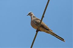 Spotted Dove